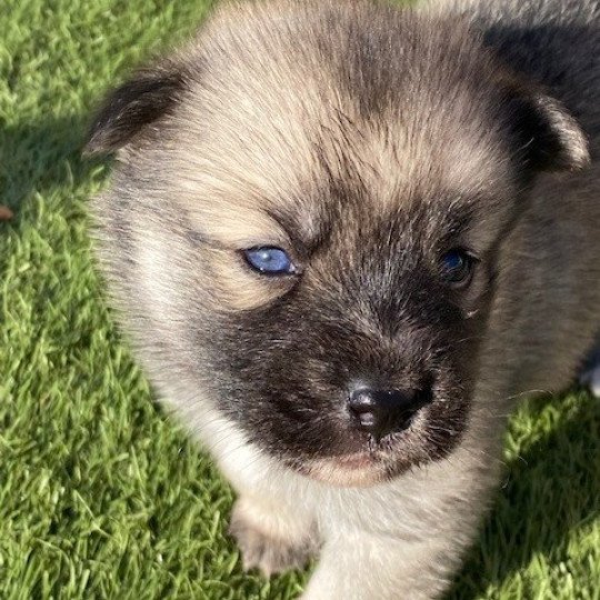 TESLA du domaine Garlaban Femelle Pomsky