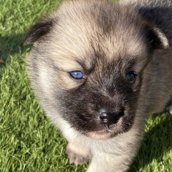 chiot Pomsky SABLE TESLA Sacrepomskysud