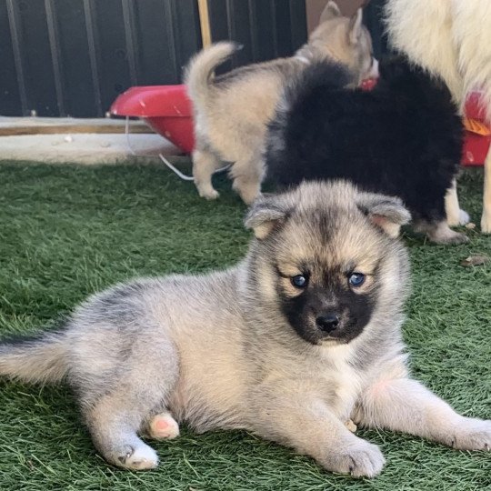 chiot Pomsky SABLE TESLA Sacrepomskysud