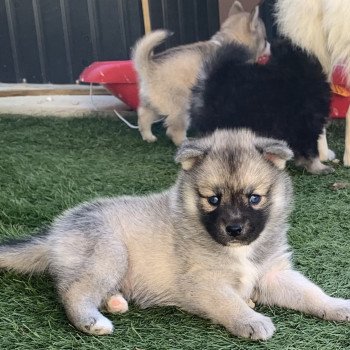 chiot Pomsky SABLE TESLA Sacrepomskysud