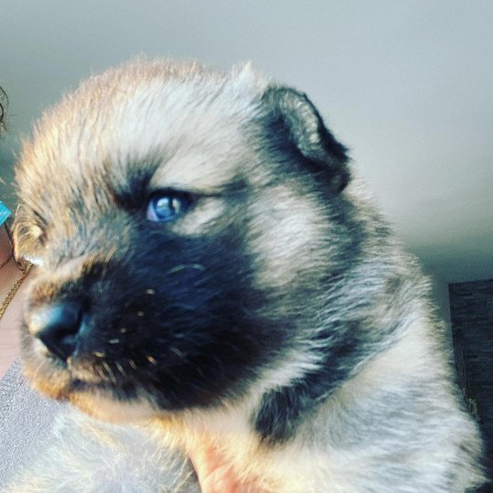 chiot Pomsky SABLE TESLA Sacrepomskysud