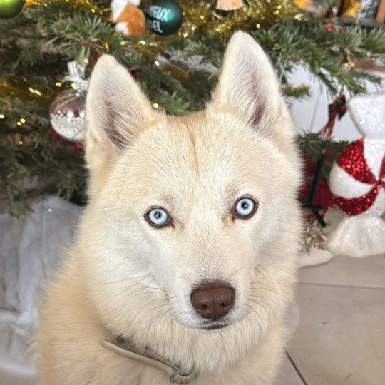 chiot Pomsky SABLE TESLA Sacrepomskysud