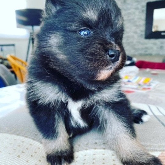 chiot Pomsky noir et blanc TOGO Sacrepomskysud