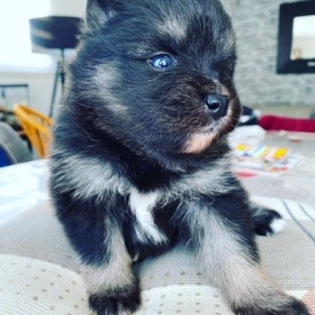 chiot Pomsky noir et blanc TOGO Sacrepomskysud