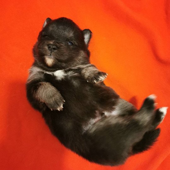 chiot Pomsky noir et blanc TOGO Sacrepomskysud