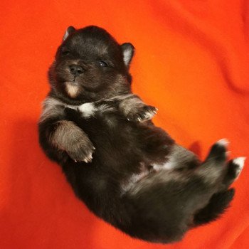 chiot Pomsky noir et blanc TOGO Sacrepomskysud