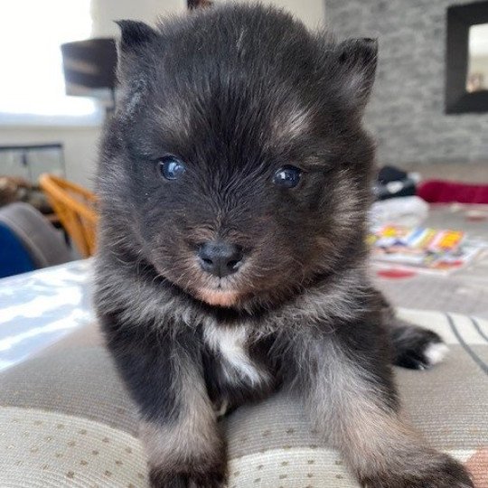 chiot Pomsky noir et blanc TOGO Sacrepomskysud