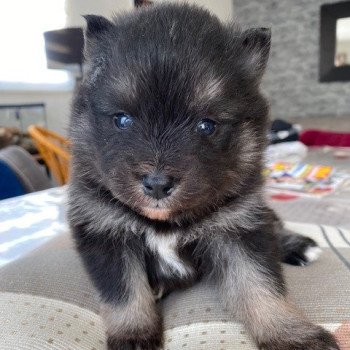 chiot Pomsky noir et blanc TOGO Sacrepomskysud