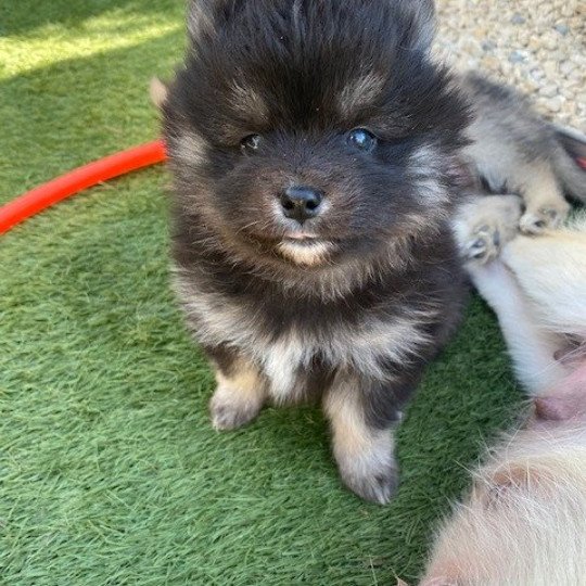 chiot Pomsky noir et blanc TOGO Sacrepomskysud