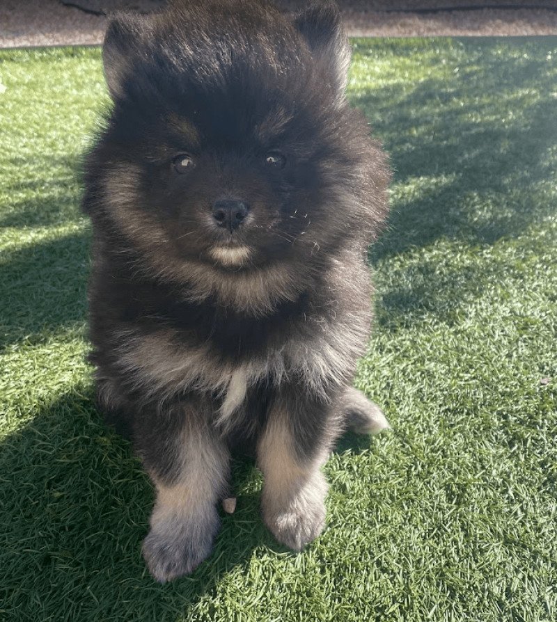 TOGO du domaine Garlaban Mâle Pomsky