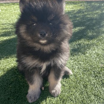 chiot Pomsky noir et blanc TOGO Sacrepomskysud