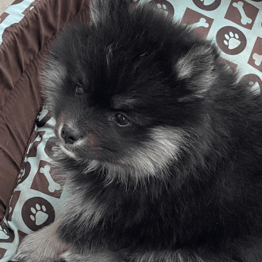 chiot Pomsky noir et blanc TOGO Sacrepomskysud