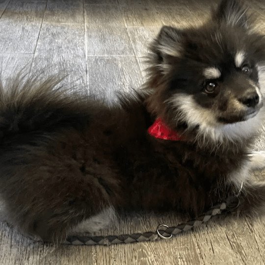 chiot Pomsky noir et blanc TOGO Sacrepomskysud