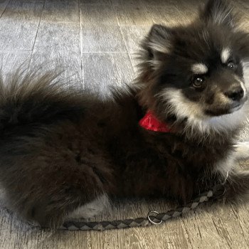 chiot Pomsky noir et blanc TOGO Sacrepomskysud