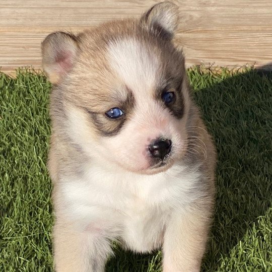 chiot Pomsky rousse tokyo Sacrepomskysud