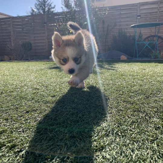 chiot Pomsky rousse tokyo Sacrepomskysud