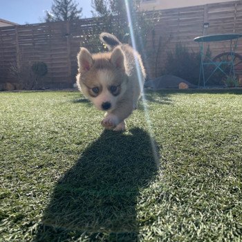 chiot Pomsky rousse tokyo Sacrepomskysud