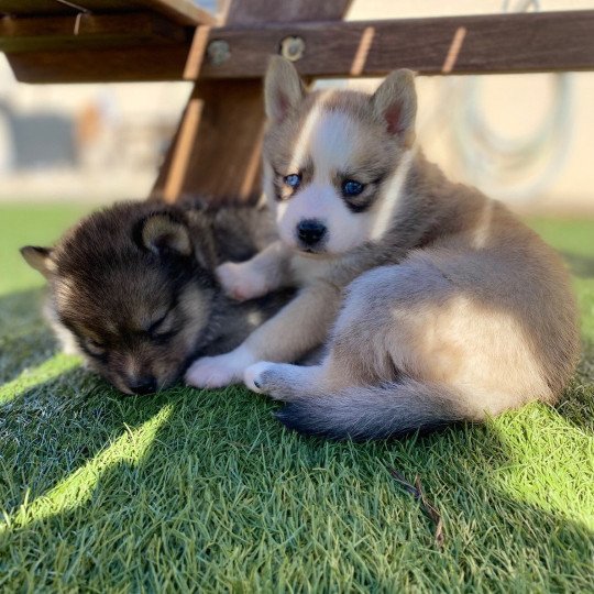 chiot Pomsky rousse tokyo Sacrepomskysud