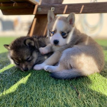 chiot Pomsky rousse tokyo Sacrepomskysud
