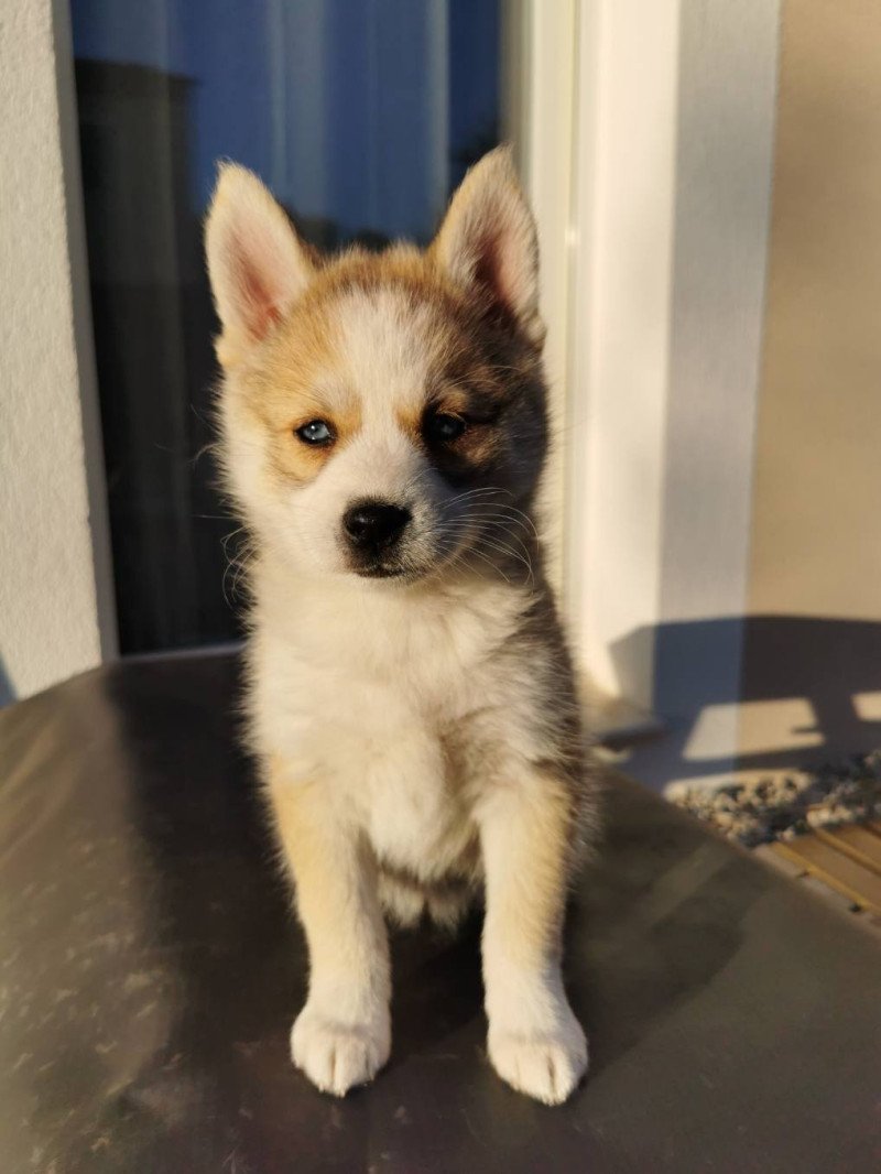 tokyo du domaine Garlaban Femelle Pomsky