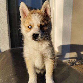 chiot Pomsky rousse tokyo Sacrepomskysud