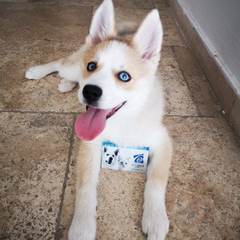 chiot Pomsky rousse tokyo Sacrepomskysud