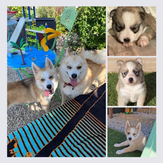 chiot Pomsky rousse tokyo Sacrepomskysud