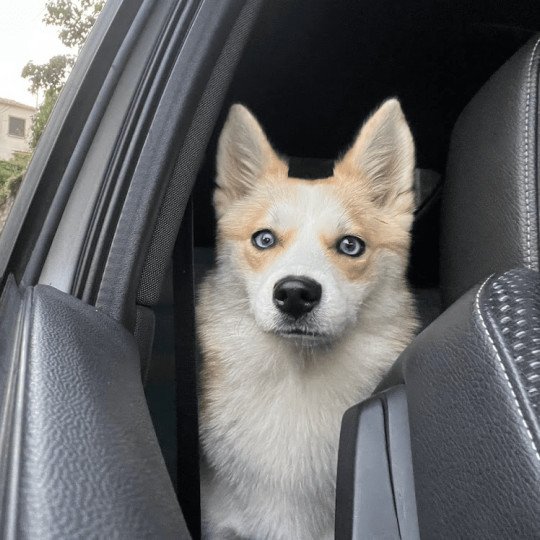 chiot Pomsky rousse tokyo Sacrepomskysud