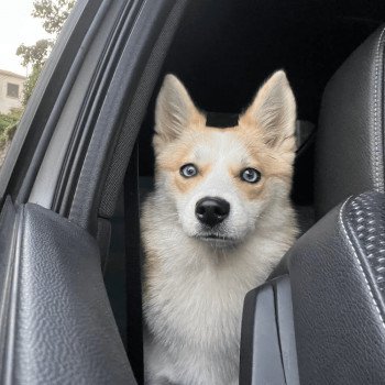 chiot Pomsky rousse tokyo Sacrepomskysud