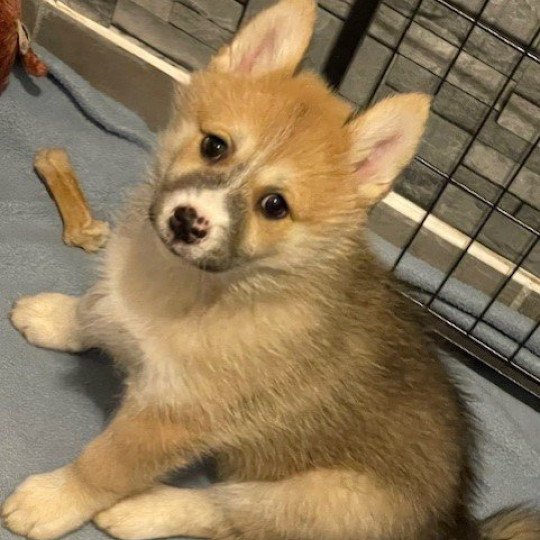 chiot Pomsky sable uky Sacrepomskysud