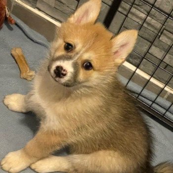 chiot Pomsky sable uky Sacrepomskysud