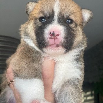 chiot Pomsky sable uky Sacrepomskysud