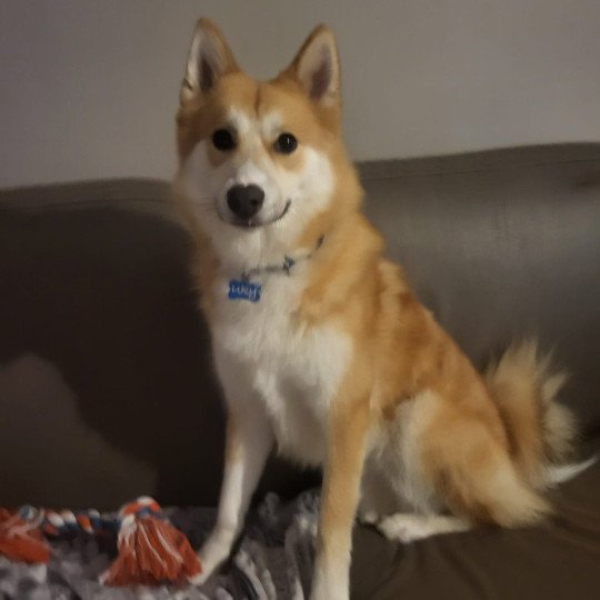 chiot Pomsky sable uky Sacrepomskysud