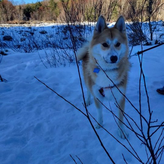 chiot Pomsky sable uky Sacrepomskysud