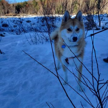 chiot Pomsky sable uky Sacrepomskysud