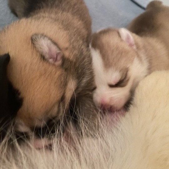 chiot Pomsky sable uky Sacrepomskysud