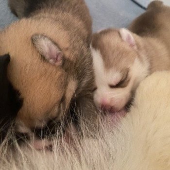 chiot Pomsky sable uky Sacrepomskysud