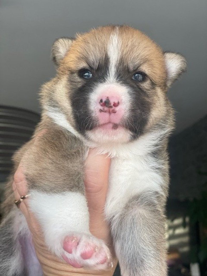 uky du domaine Garlaban Mâle Pomsky