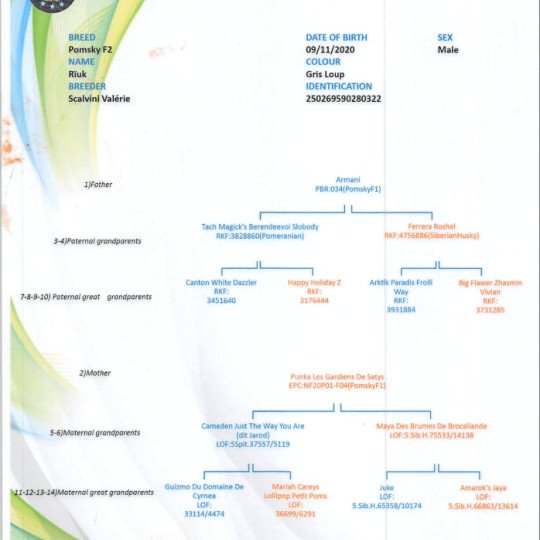 chien Pomsky AGOUTI RIUK Sacrepomskysud