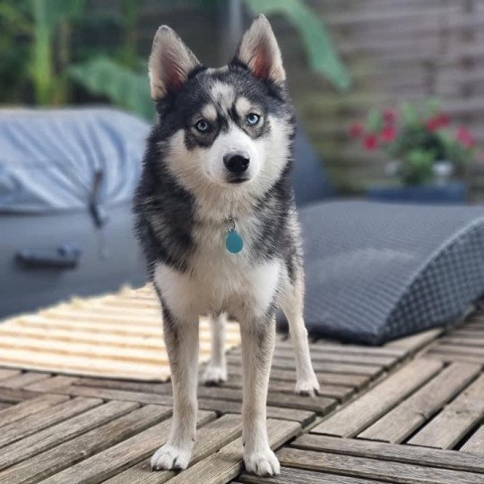 DE VAL POMSKY Mâle Pomsky