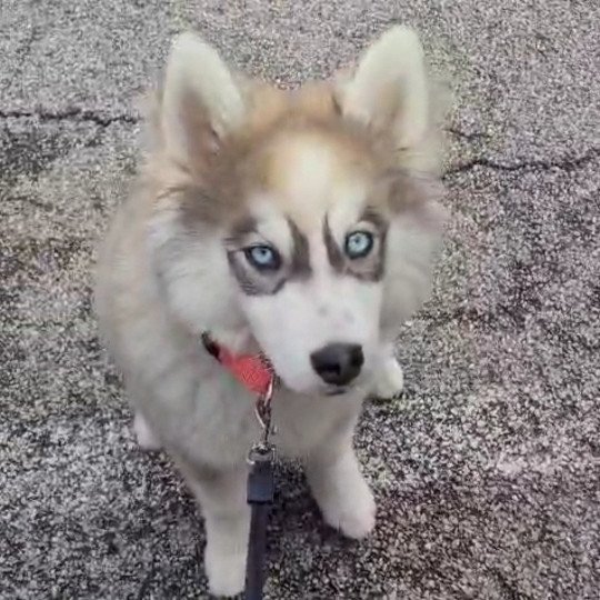 chien Pomsky Grise Xena du domaine garlaban Sacrepomskysud