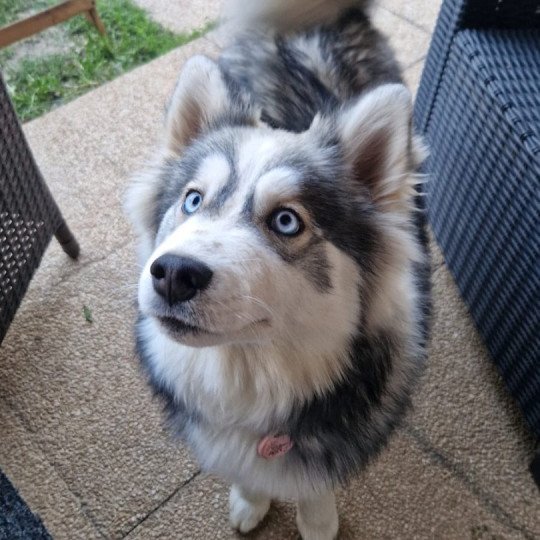 Xéna Femelle Pomsky