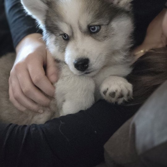 chien Pomsky Grise Xéna Sacrepomskysud