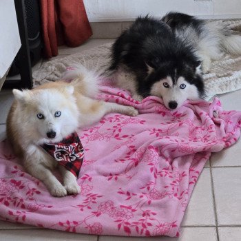 Chiot Pomsky  Sacrepomskysud